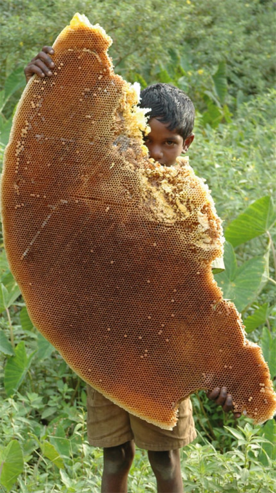 A member of the Kattunayakan community
