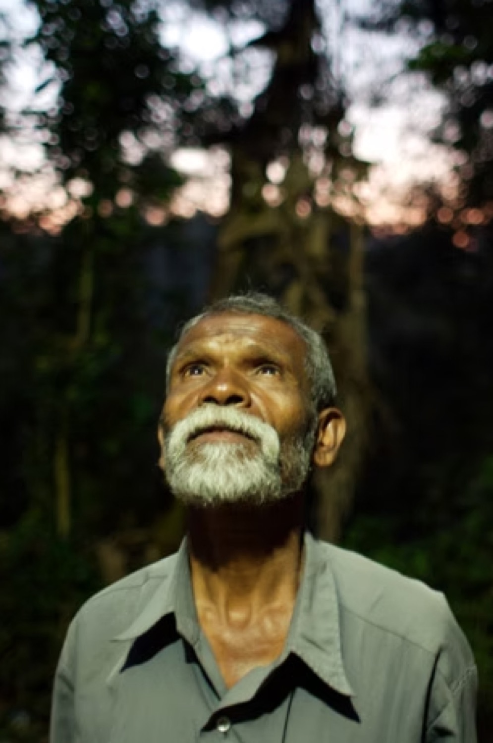 An elder Adivasi man gazing upward in the forest at dusk